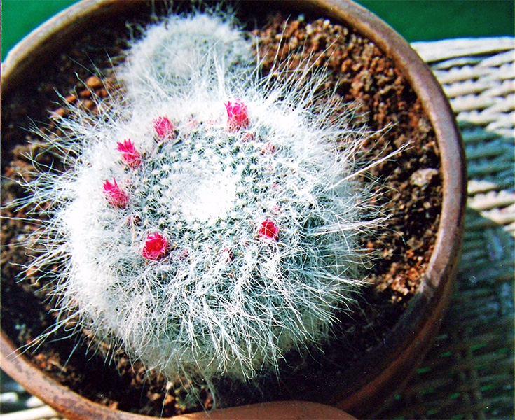 Mammillaria hahniana 