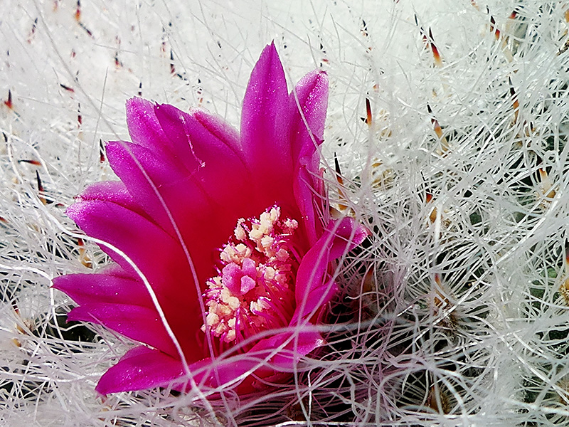 Mammillaria hahniana 