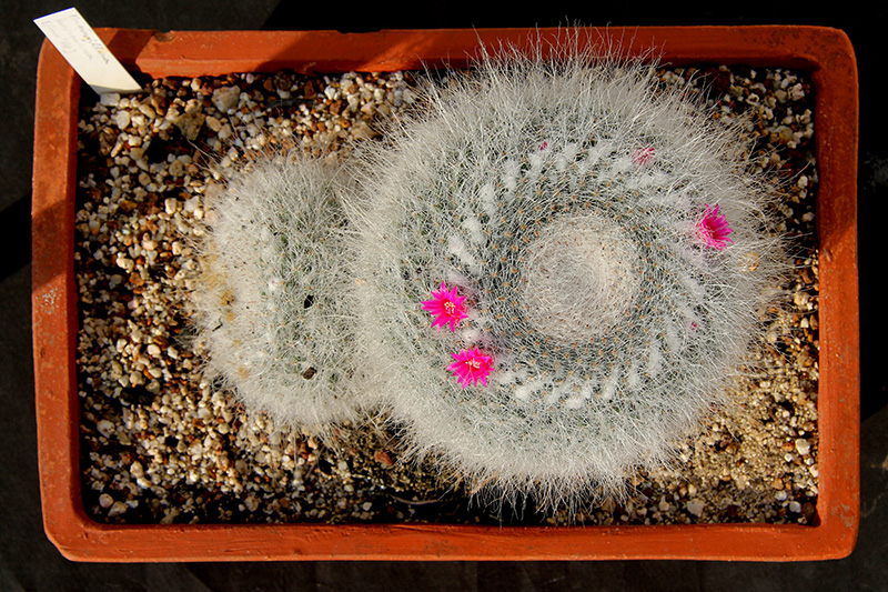 Mammillaria hahniana 