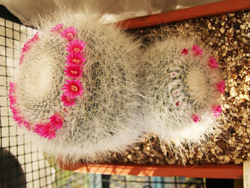 Mammillaria hahniana 