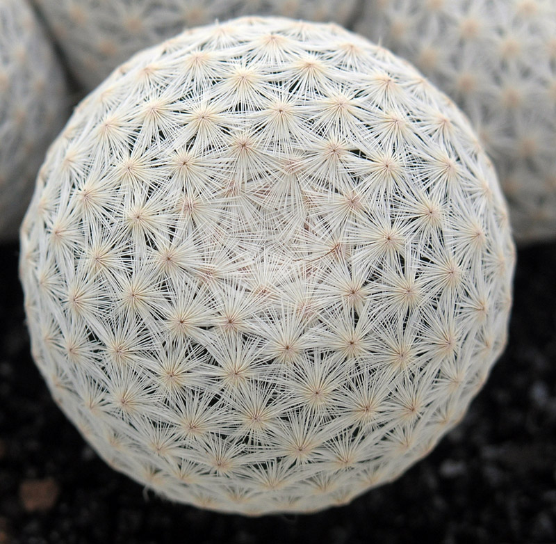 Mammillaria herrerae 