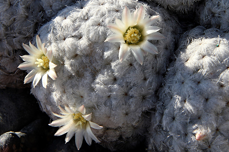 Mammillaria plumosa 