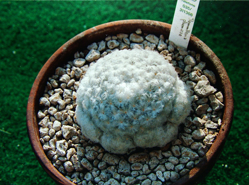 Mammillaria plumosa 