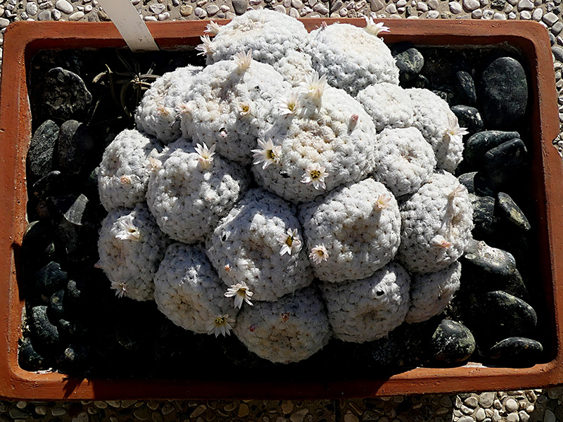 Mammillaria plumosa 