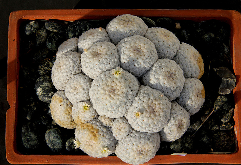 Mammillaria plumosa 