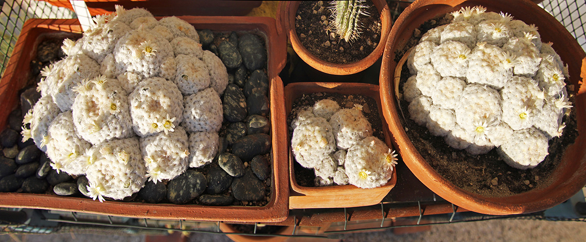 Mammillaria plumosa 