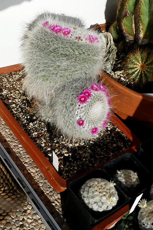 mammillaria plumosa