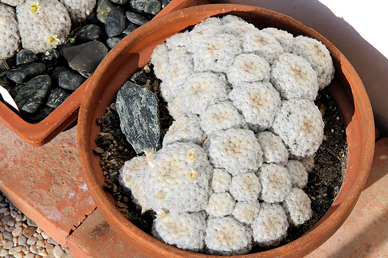 Mammillaria plumosa 