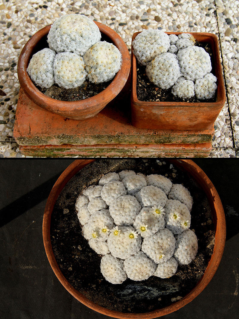 Mammillaria plumosa 