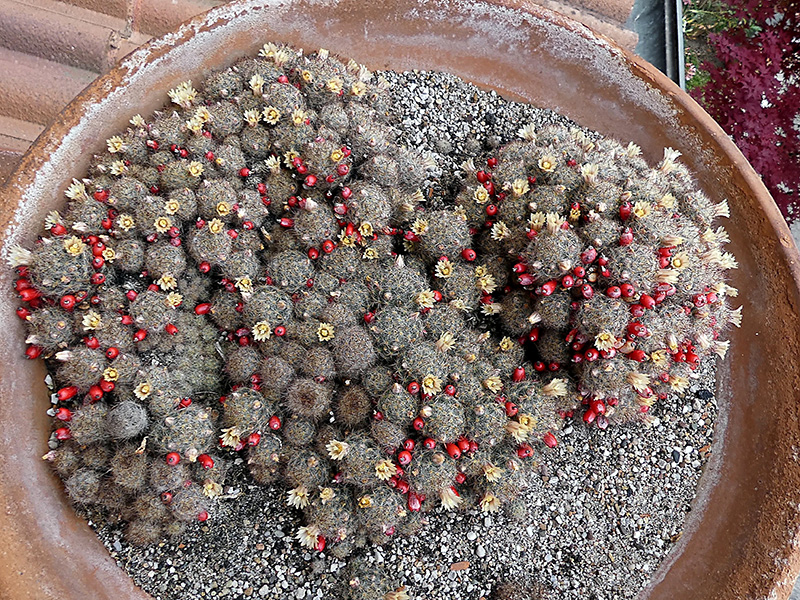 Mammillaria prolifera 