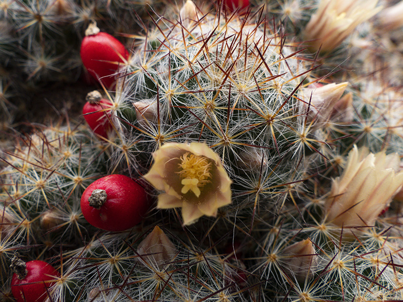 Mammillaria prolifera 