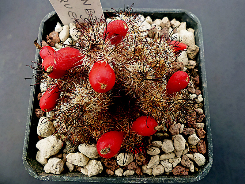 Mammillaria thornberi ssp. yaquensis 