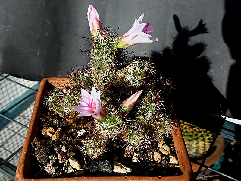 Mammillaria thornberi ssp. yaquensis 