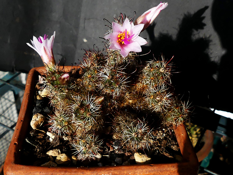 Mammillaria thornberi ssp. yaquensis 