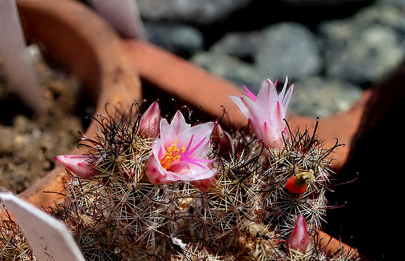 Mammillaria thornberi ssp. yaquensis 