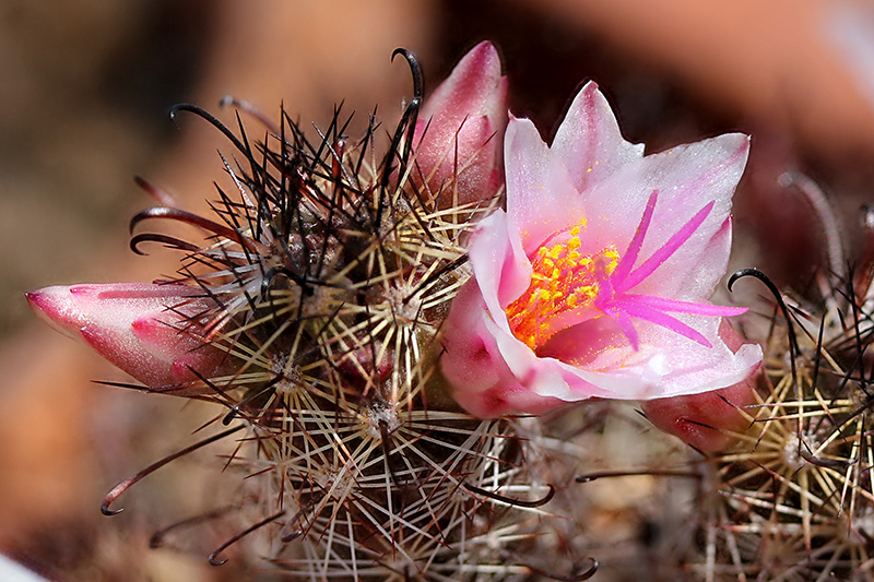 Mammillaria thornberi ssp. yaquensis 