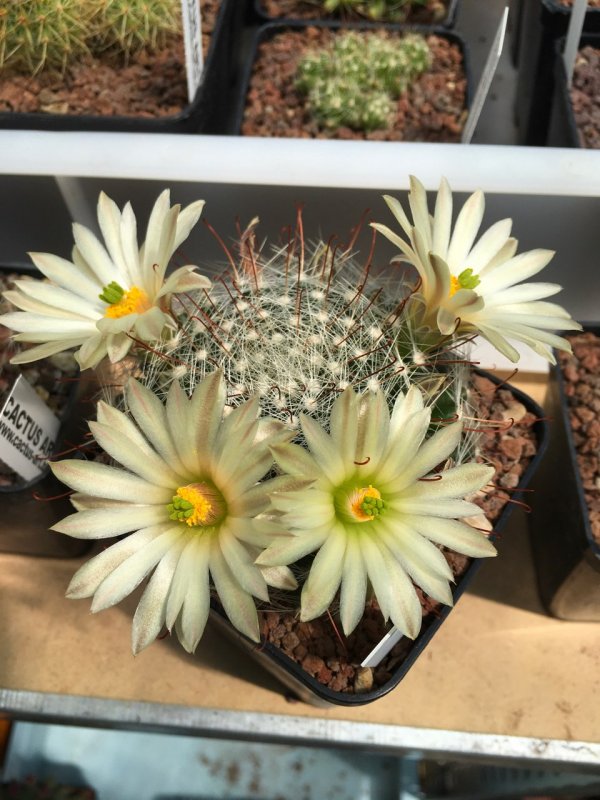 Mammillaria zephyranthoides ssp. heidiae 