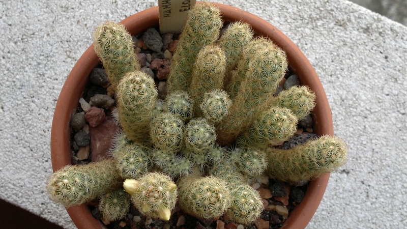 Mammillaria elongata 