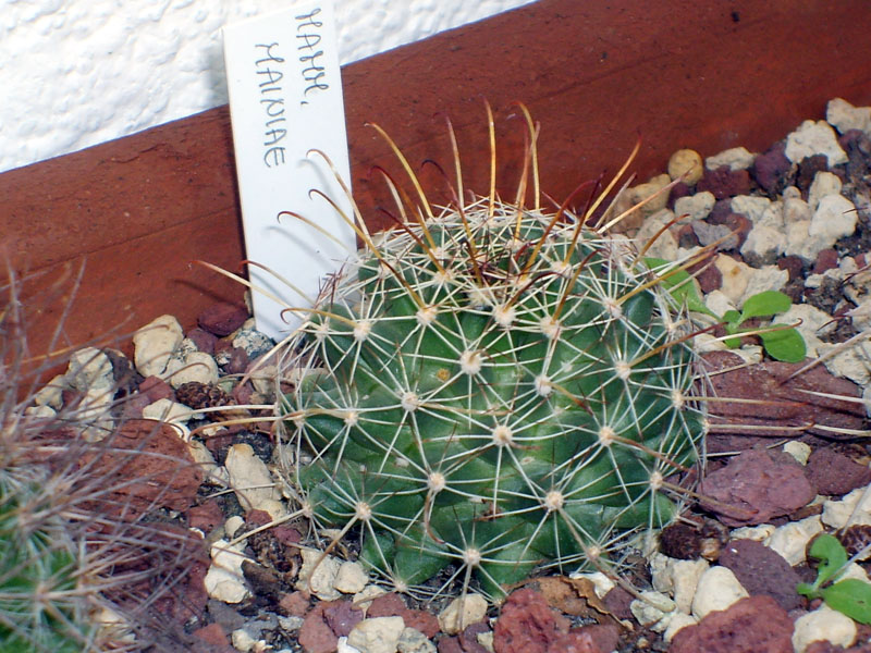 Mammillaria mainiae 