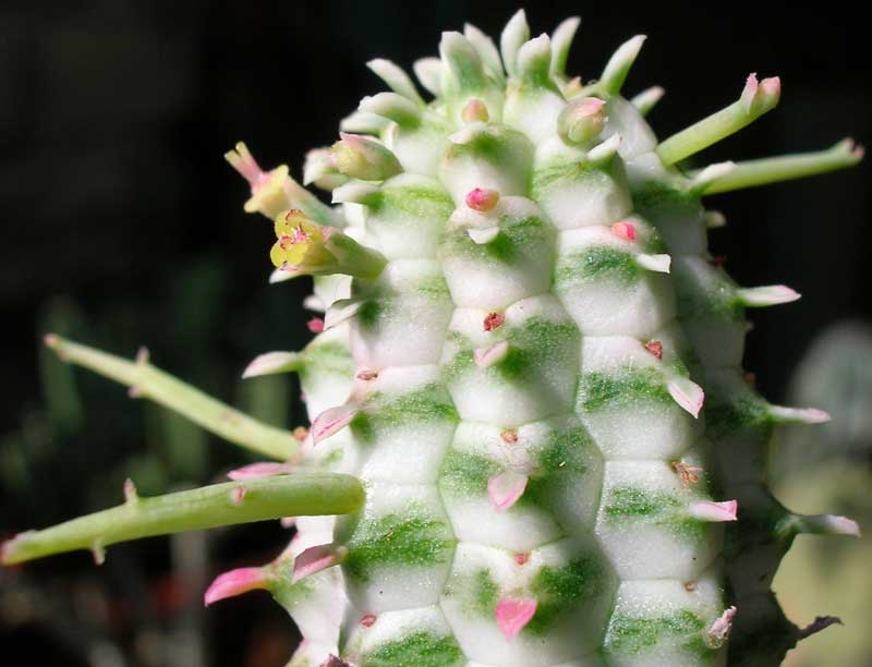 Euphorbia mammillaris f. variegata 