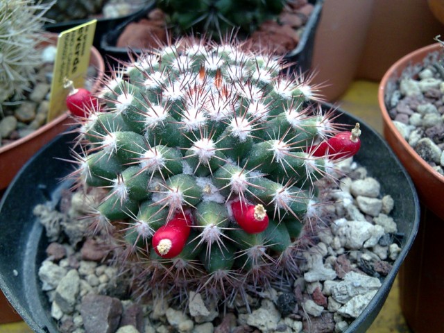 Mammillaria mammillaris 