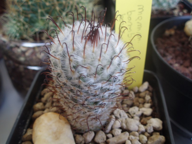 Mammillaria perezdelarosae 