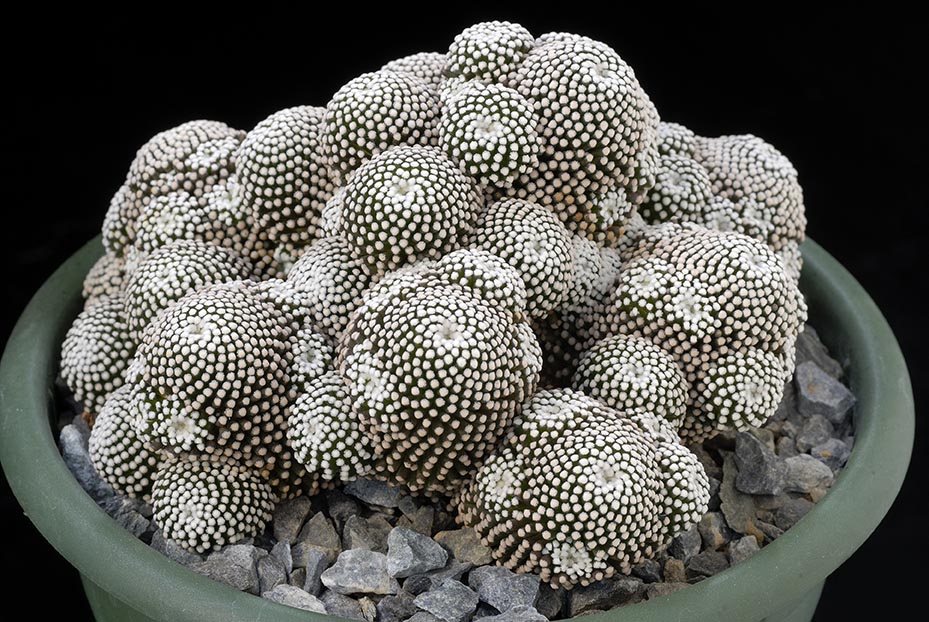 Mammillaria luethyi 