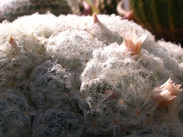Mammillaria plumosa 