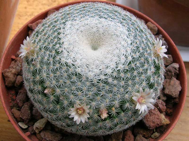 Mammillaria microthele 