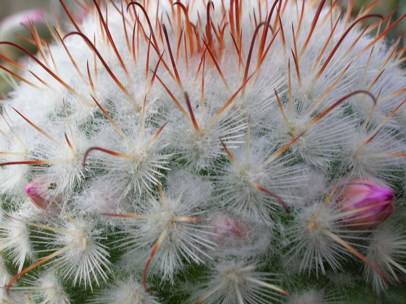 Mammillaria bombycina 