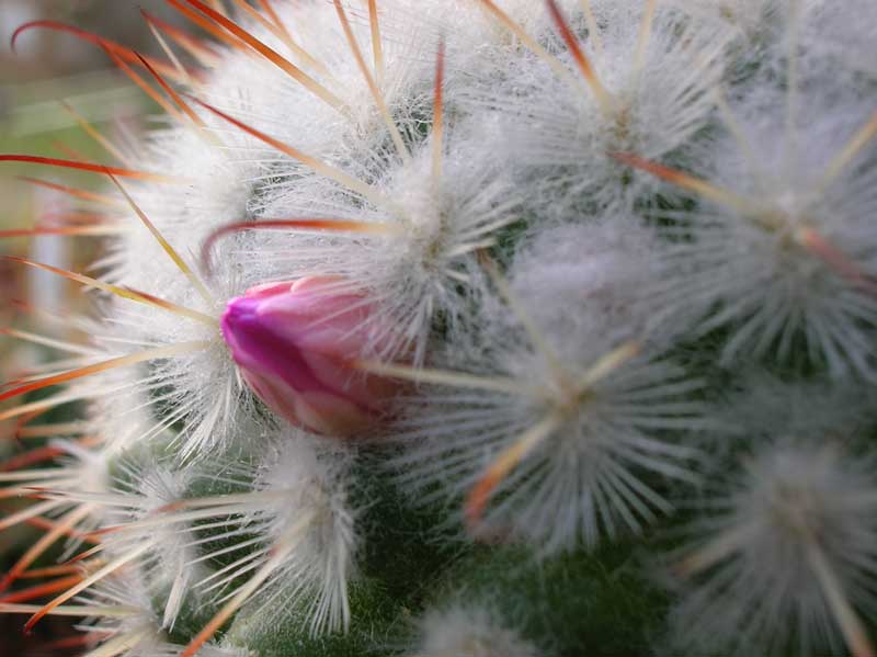 Mammillaria bombycina 