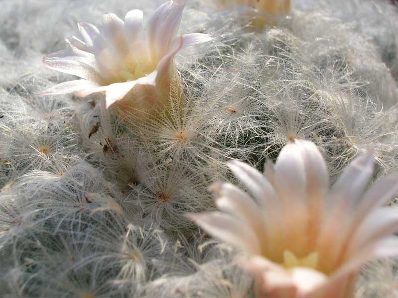 Mammillaria plumosa 