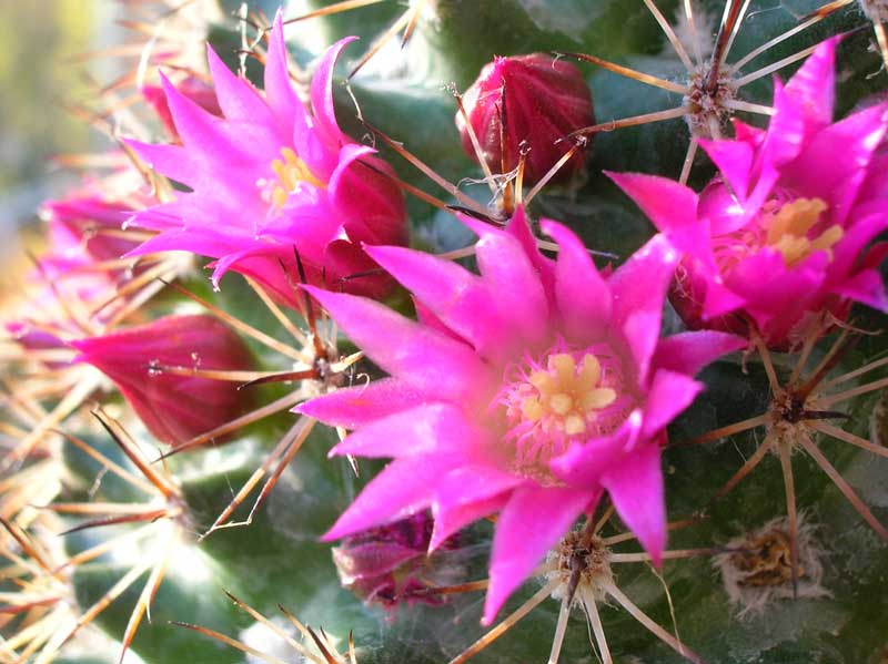 mammillaria backebergiana 