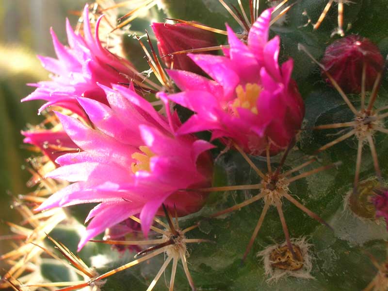 Mammillaria backebergiana 