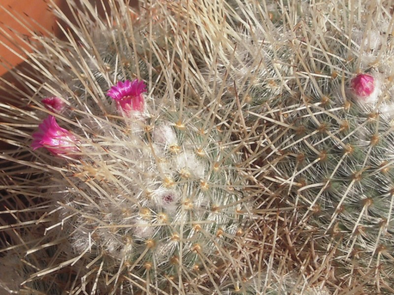 Mammillaria geminispina 