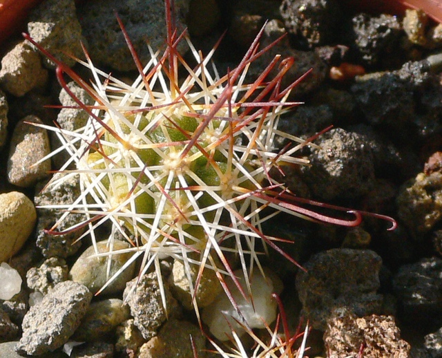 Mammillaria tonalensis 