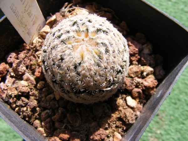 Mammillaria sanchez-mejoradae 