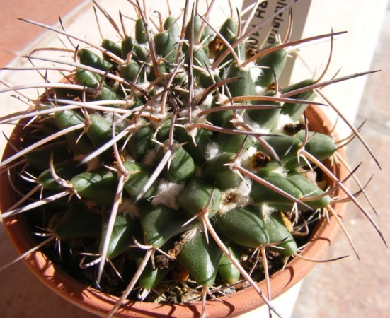 Mammillaria seitziana v. tolantongensis RH 1109