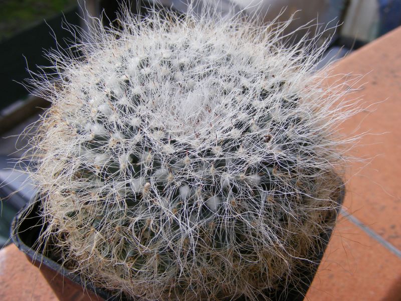 rebutia??  