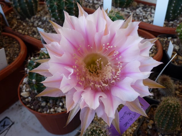 Echinopsis cv. marathon 