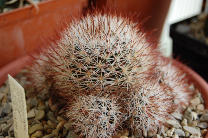 Mammillaria marcosii ML 658