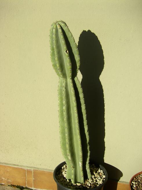 Cereus peruvianus 