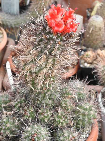 Mammillaria pondii ssp. maritima 