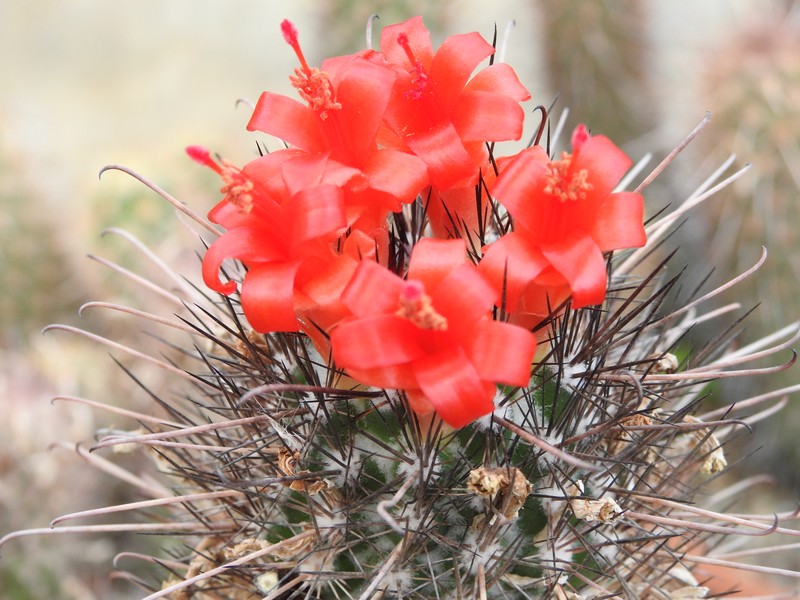 Mammillaria pondii ssp. maritima 