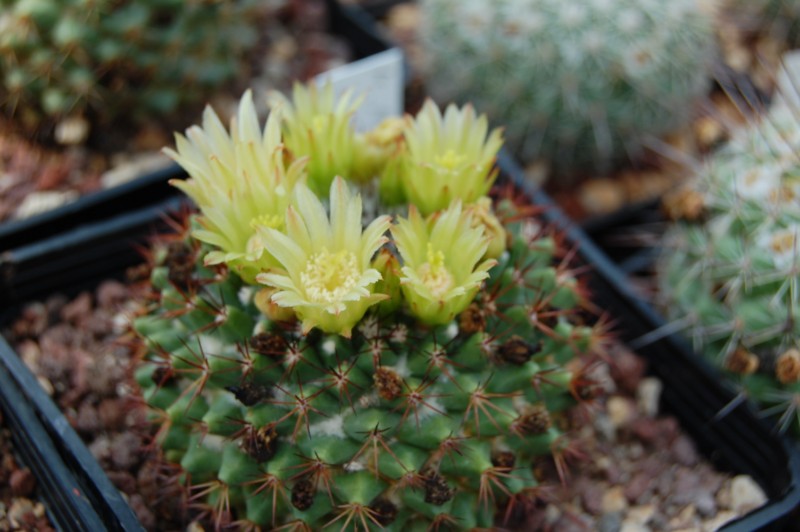 Mammillaria marksiana LAU 621