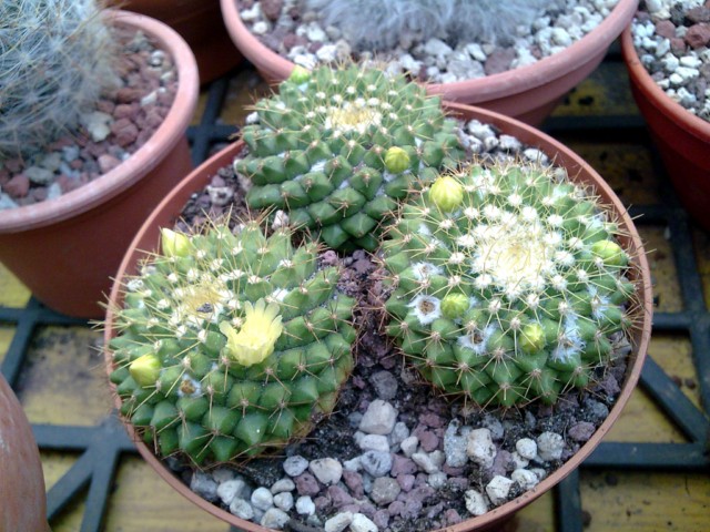 Mammillaria marksiana 
