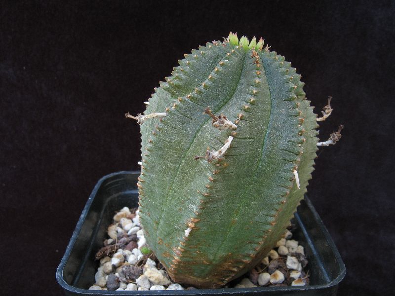 Euphorbia marlothii 