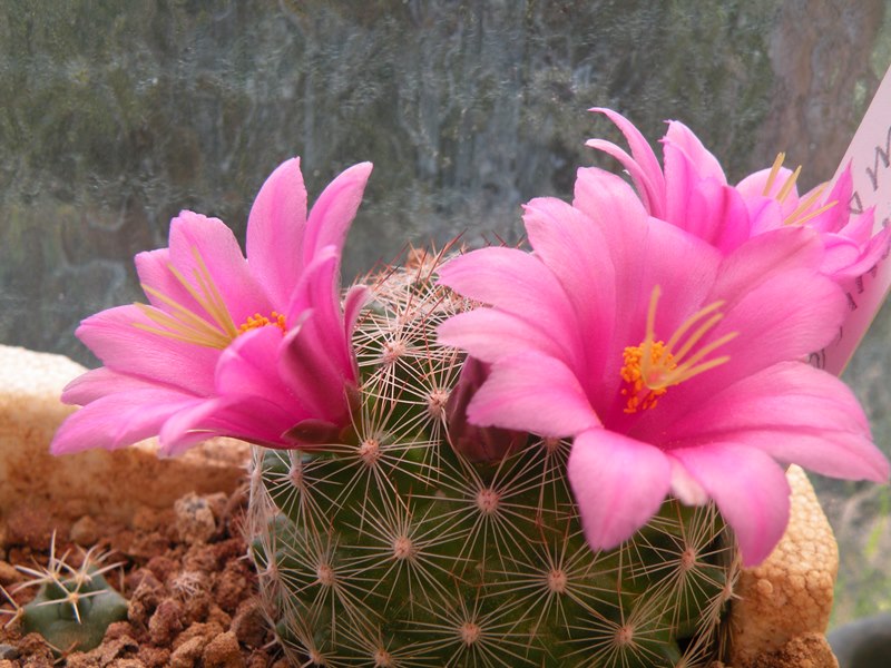 Mammillaria marnierana 