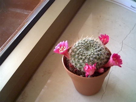rebutia fiebrigii 107-09