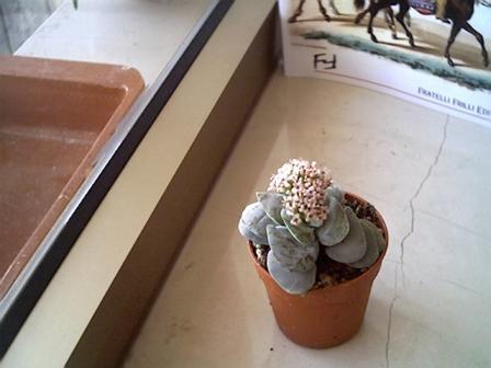 Crassula morgan's beauty 